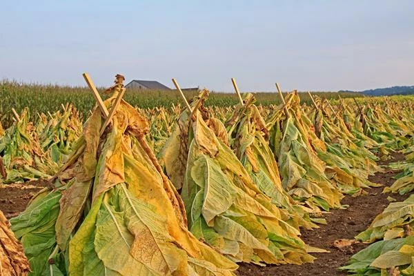 European Unmanufactured Tobacco Imports Fall to the Lowest Level in a Decade